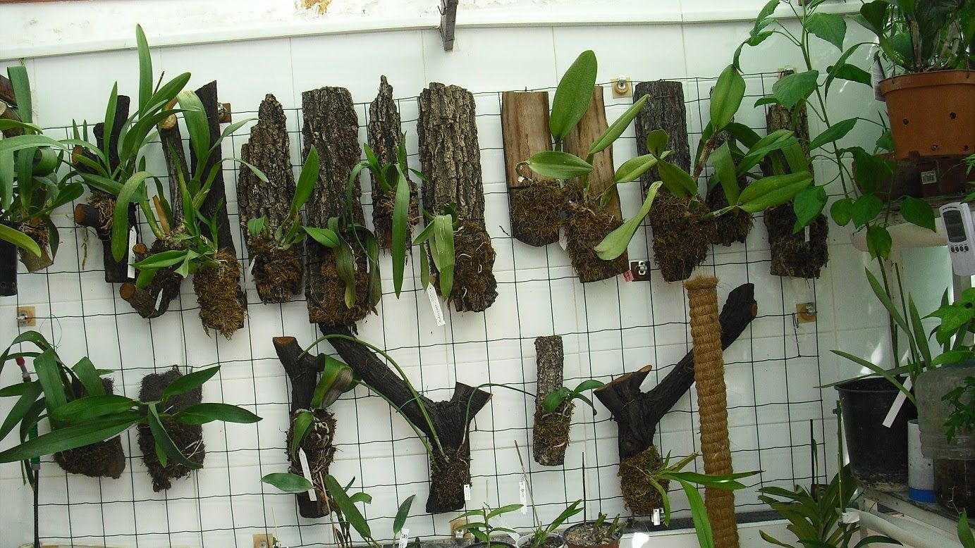 Móvel de madeira com plantas