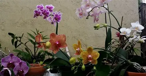 Canteiro de temperos